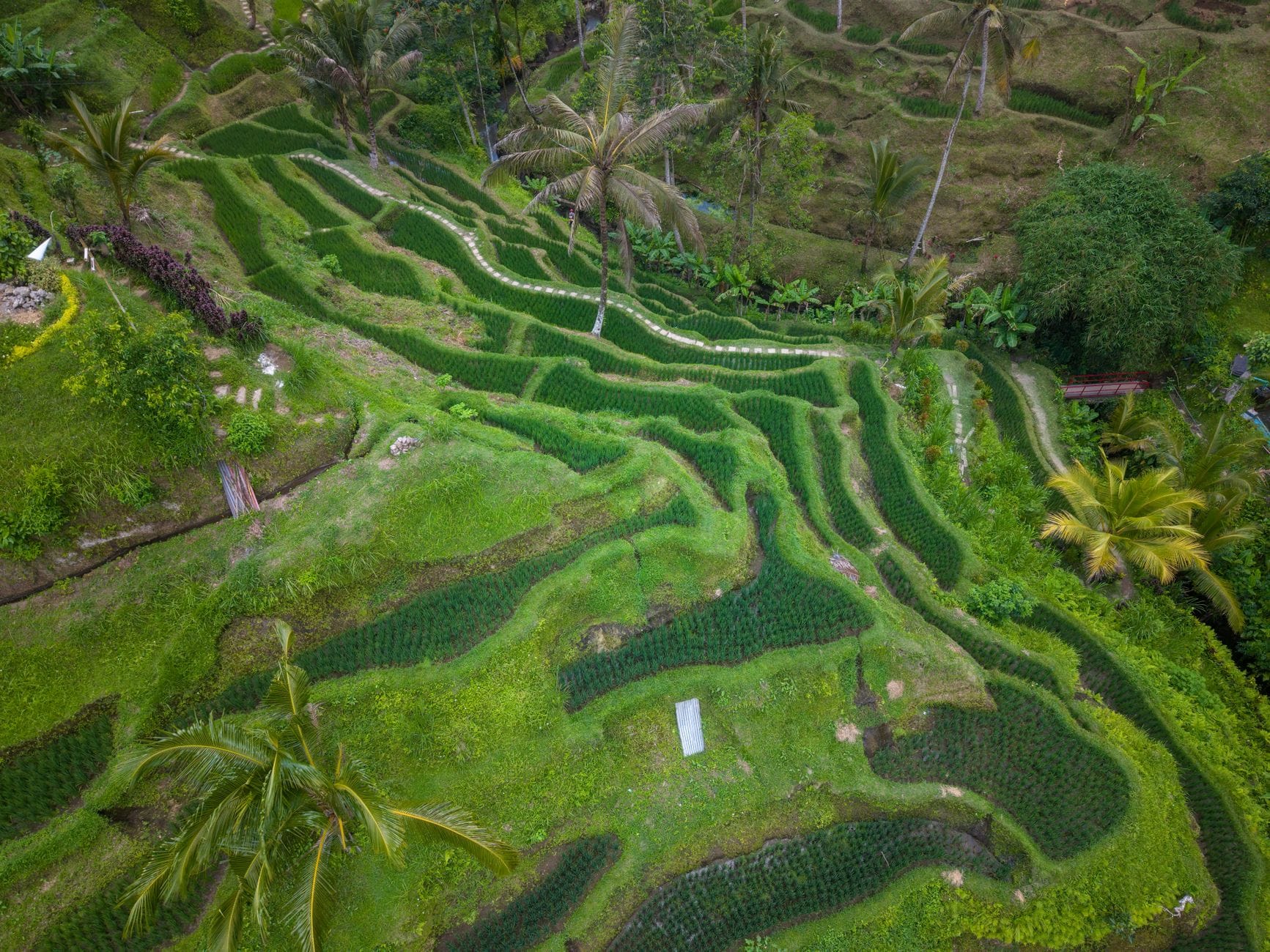 First Time in Bali? Here's the Perfect 2-Week Itinerary for 2026 (With Real Costs)